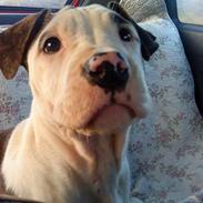 Amerikansk staffordshire terrier ***chilli-pigen***