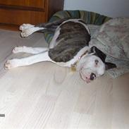 Amerikansk staffordshire terrier ***chilli-pigen***