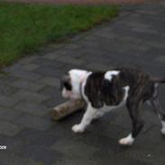 Amerikansk staffordshire terrier ***chilli-pigen***