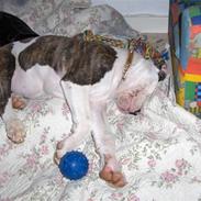 Amerikansk staffordshire terrier ***chilli-pigen***