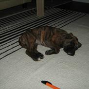 Boxer nala