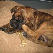 Boxer nala