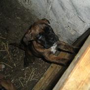 Boxer nala