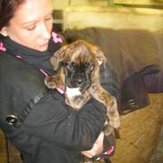 Boxer nala