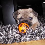 Mops Mops