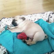 Mops Mops