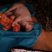 Mops Mops
