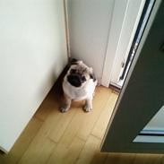 Mops Mops