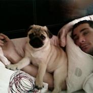 Mops Mops