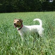 Jack russell terrier dixi