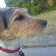 Jack russell terrier dixi