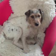 Jack russell terrier dixi