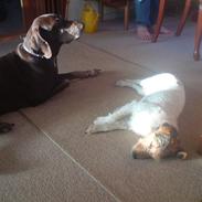 Jack russell terrier dixi