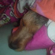 Jack russell terrier dixi