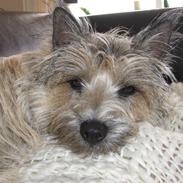 Cairn terrier Magnus