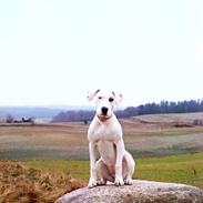 Blanding af racer Sally