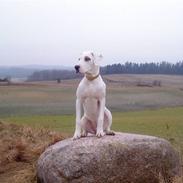 Blanding af racer Sally