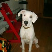 Blanding af racer Sally