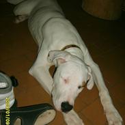 Blanding af racer Sally