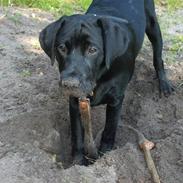 Labrador retriever Luca