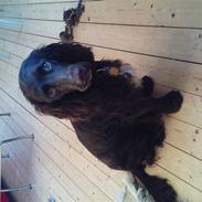 Blanding af racer Buster Larsen