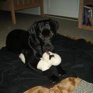 Labrador retriever Luca