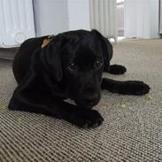 Labrador retriever Luca