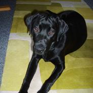 Labrador retriever Luca