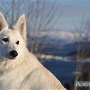 Hvid Schweizisk Hyrdehund Hetolix Q-tips