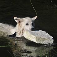 Hvid Schweizisk Hyrdehund Hetolix Q-tips