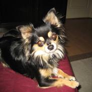 Chihuahua Sigurd