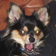 Chihuahua Sigurd