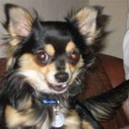 Chihuahua Sigurd