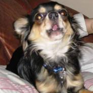Chihuahua Sigurd