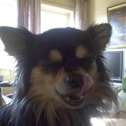 Chihuahua Sigurd