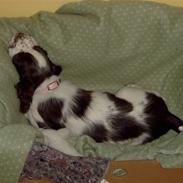 Engelsk springer spaniel Molly(Charmarqs Princess)