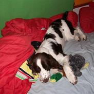 Engelsk springer spaniel Molly(Charmarqs Princess)