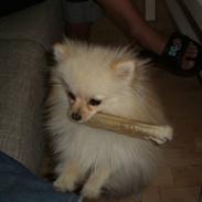 Pomeranian Gizmo