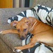 Amerikansk staffordshire terrier Congo