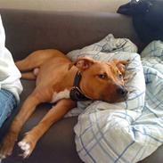 Amerikansk staffordshire terrier Congo