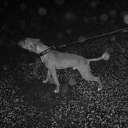 Amerikansk staffordshire terrier Congo