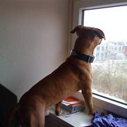 Amerikansk staffordshire terrier Congo