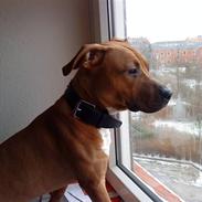 Amerikansk staffordshire terrier Congo