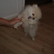 Pomeranian Gizmo