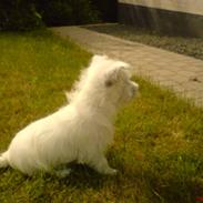 West highland white terrier Boris