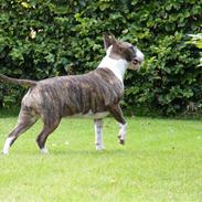 Bullterrier Lexi