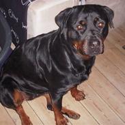 Rottweiler Emma vom hause kanku`s