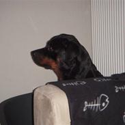 Rottweiler Emma vom hause kanku`s