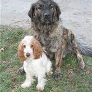 Cocker spaniel Blue Savannah 