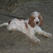 Cocker spaniel Blue Savannah 